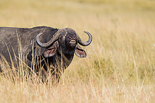 非洲水牛,展示,马赛马拉国家保护区,肯尼亚,非洲