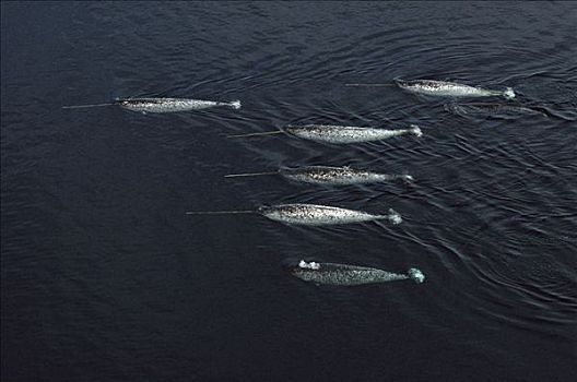 独角鲸,一角鲸,俯视,游动,靠近,水面,巴芬岛,加拿大