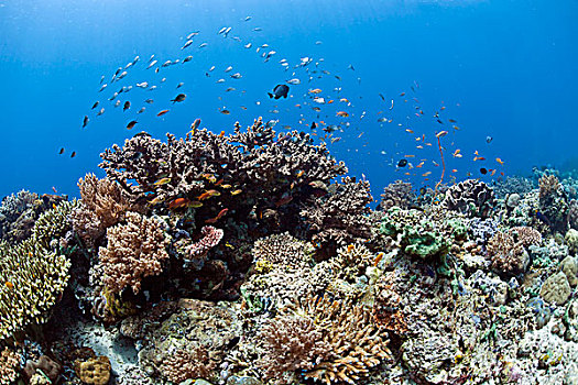 热带,珊瑚礁,海金鱼,金拟花鲈,雀鲷,正面,巴厘岛,印度尼西亚,亚洲