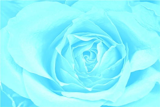 玫瑰,蓝色背景