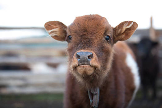 特写,头像,可爱,牛犊,蒙古