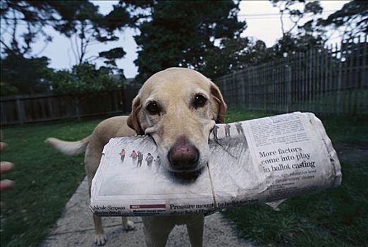 家犬,狗,黄色拉布拉多犬,混合,取回,报纸,加利福尼亚