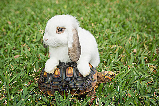 小,龟,白色,兔子,草地