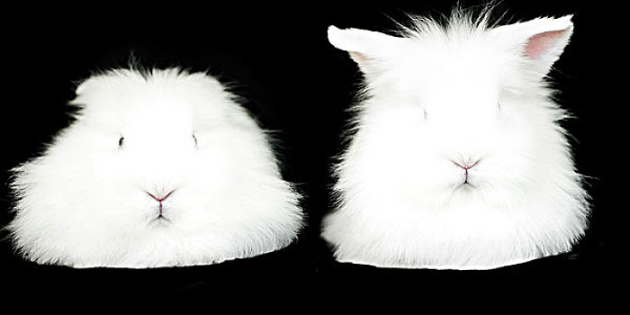 头像,两个,白色,绒毛状,兔子,黑色背景,背景