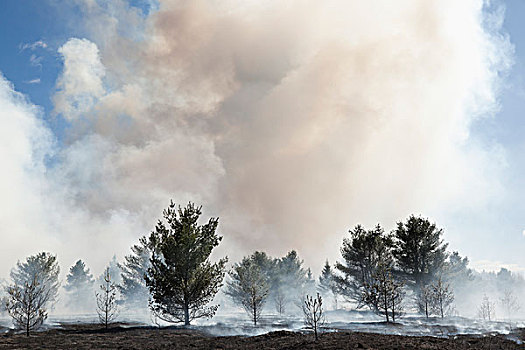 烟,树林,控制,燃烧,阿尔冈金省立公园,安大略省,加拿大