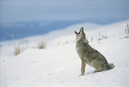 丛林狼,犬属,叫喊,雪中,落基山脉,北美