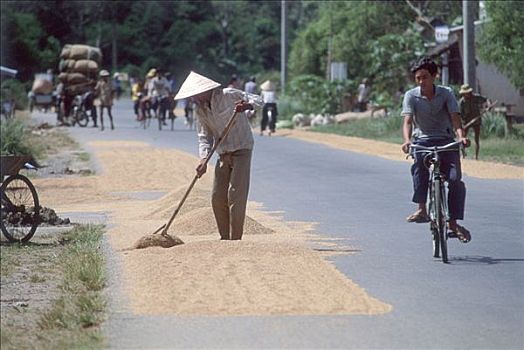 越南,湄公河三角洲,女人,弄干,稻米,公路,一个