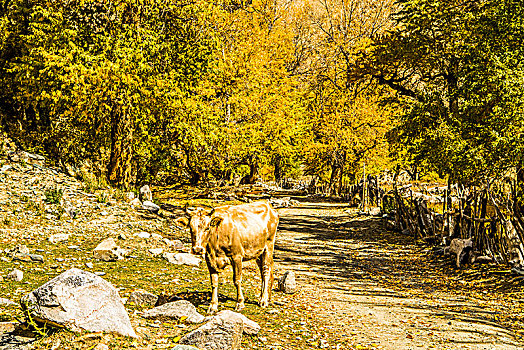 新疆,秋色,树林,黄叶,道路