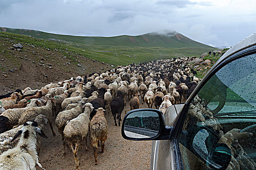 越野,交通工具,搬进,中间,羊群,区域,吉尔吉斯斯坦,中亚,亚洲