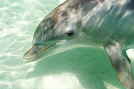 宽吻海豚,加勒比海,靠近,洪都拉斯
