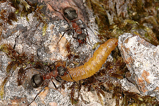 工蚁,蚂蚁,欧洲,红色,木头,拖拽,幼虫