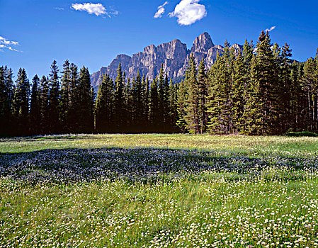 加拿大,艾伯塔省,班芙国家公园,雏菊,盛开,草地,下方,城堡山,大幅,尺寸