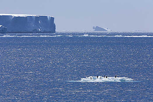 阿德利企鹅,漂浮,冰,保利特岛,南极半岛,南极