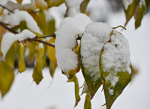 雪中树叶