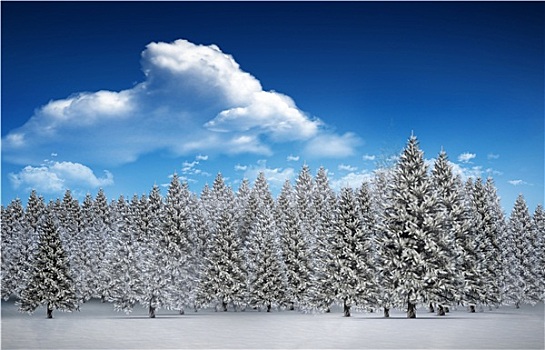 冷杉,树林,雪景