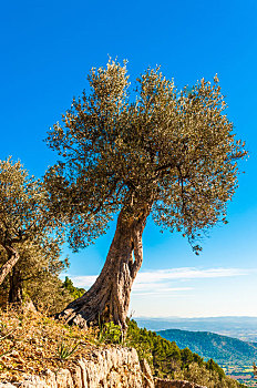 老,橄榄树,马略卡岛