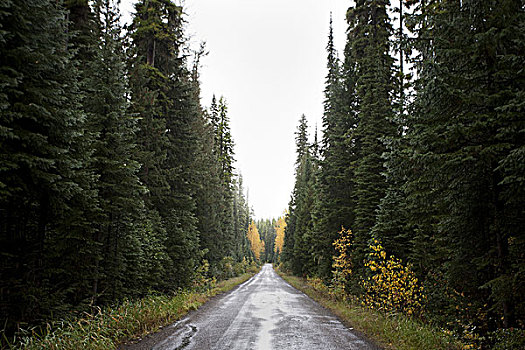 树,秋叶,乡村道路,蒙大拿,美国