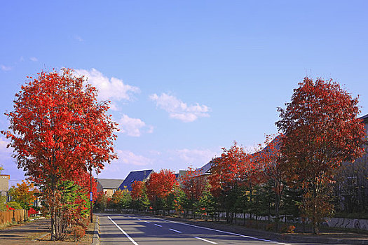 秋天,树,郊区,街道
