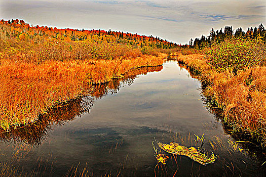 溪流,高地,安大略省,加拿大