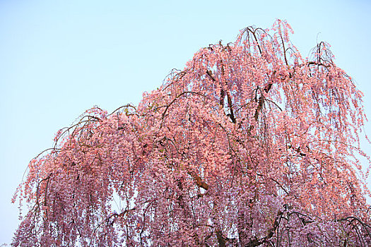 樱花,弘前城