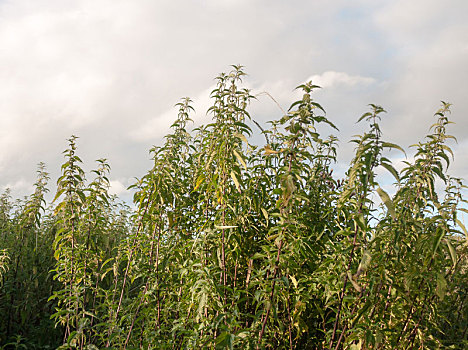 巨大,野外,荨麻,植物,蕨类,风景