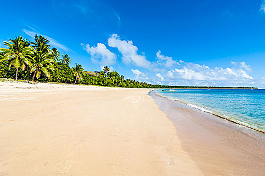 棕榈树,白沙滩,岛屿,汤加,南太平洋