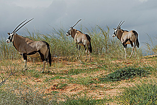 南非,卡拉哈里沙漠,卡拉哈迪大羚羊国家公园,长角羚羊,羚羊