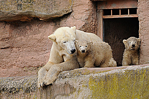 幼兽,北极熊,母兽