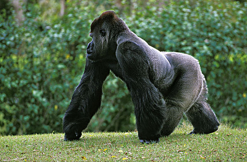 西非低地大猩猩图片图片