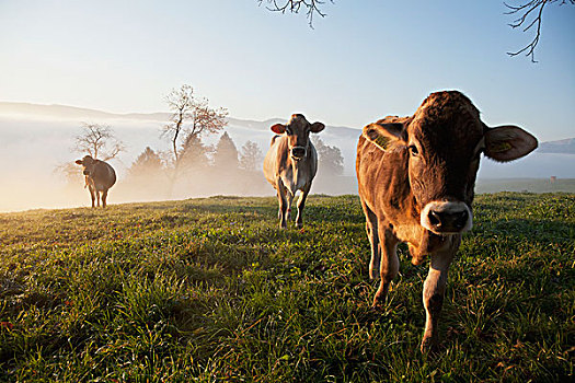 母牛,雾状,地点,瑞士