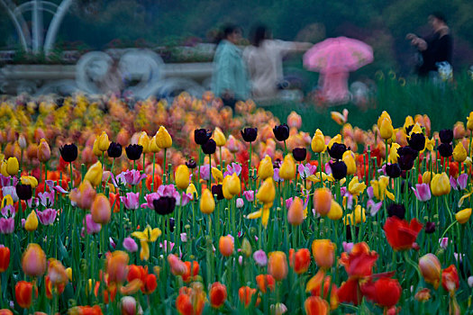 郁金香,花园,湖南省植物园