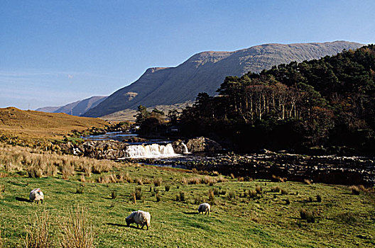 爱尔兰,绵羊,放牧,靠近,水