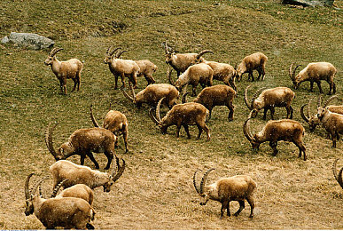 阿尔卑斯野山羊图片