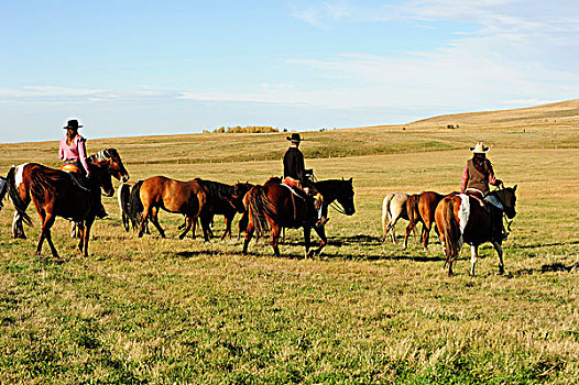 女牛仔,牛仔,驾驶,马,草原,萨斯喀彻温,加拿大