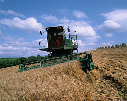 拖拉机,收获,小麦