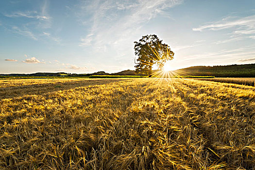 夏天,金色,大麦,谷物,阳光,太阳,逆光,亮光,影子,天空,蓝色,黄色,田园