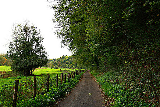 道路,靠近,农场