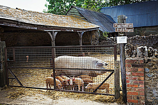 成熟,猪,幼兽,小,小猪,农场