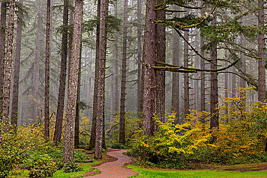 树林,雾,秋色,秋天,州立公园,靠近,希威尔顿,俄勒冈,美国
