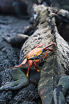 加拉帕戈斯群岛,厄瓜多尔,细纹方蟹,方蟹,海鬣蜥,费尔南迪纳岛