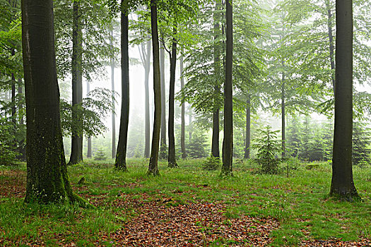 山毛榉,树林,早晨,雾气,施佩萨特,巴伐利亚,德国,欧洲