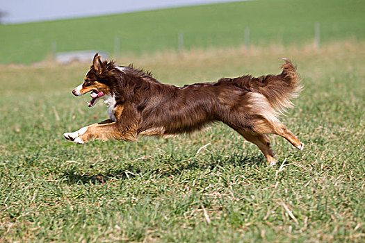 澳洲牧羊犬,跑,草地