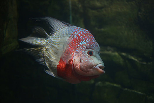 水族动物