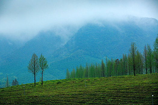 茶园,茶山,绿色