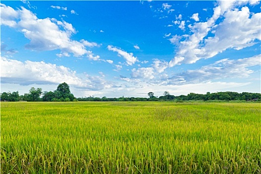 稻田,蓝天,农业,北方,泰国