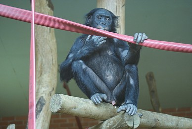 倭黑猩猩图片
