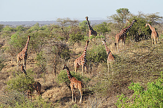 肯尼亚,网纹长颈鹿,灌木