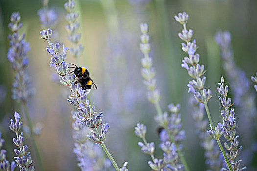 蜜蜂,授粉,熏衣草
