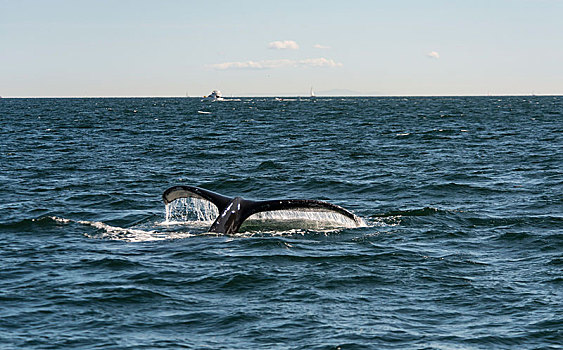 驼背鲸,大翅鲸属,鲸鱼,鲸尾叶突,室外,水,声音,靠近,温哥华,不列颠哥伦比亚省,加拿大,北美