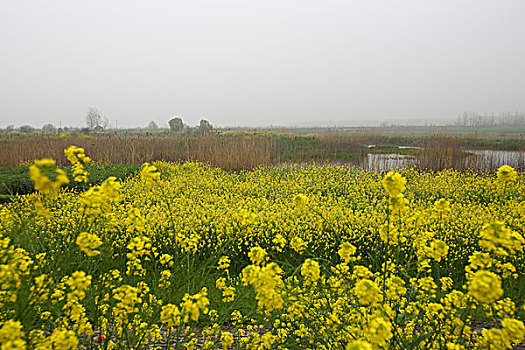 长江湿地